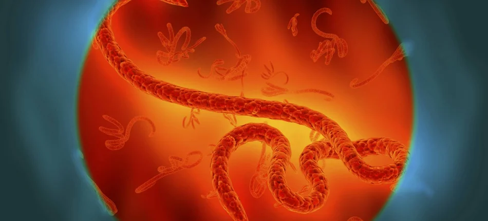 Koniec eboli w Liberii - Obrazek nagłówka