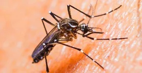 Zika, Wolbachia, komary i seks