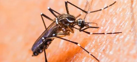 Zika, Wolbachia, komary i seks - Obrazek nagłówka