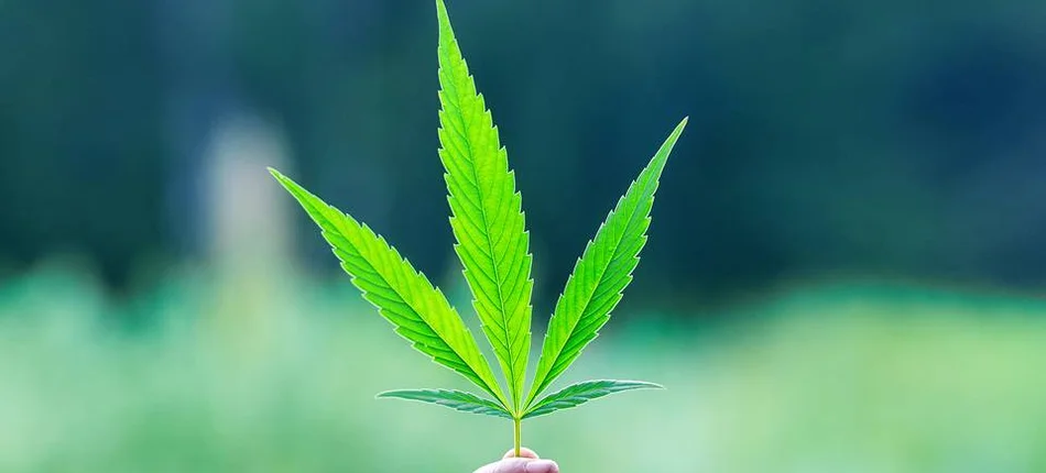 Poland: Amendments to the law will enable the cultivation of hemp for pharmaceutical purposes - Header image