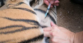 Tygrysica w Nowym Jorku zakażona koronawirusem
