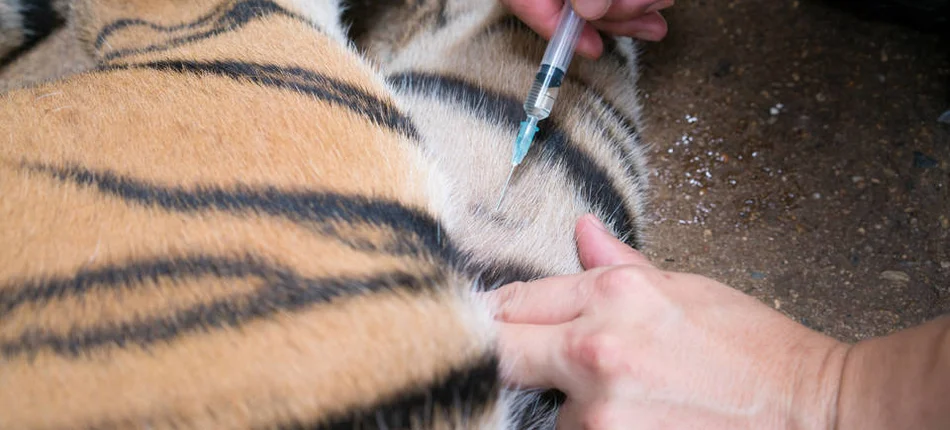 Tygrysica w Nowym Jorku zakażona koronawirusem - Obrazek nagłówka