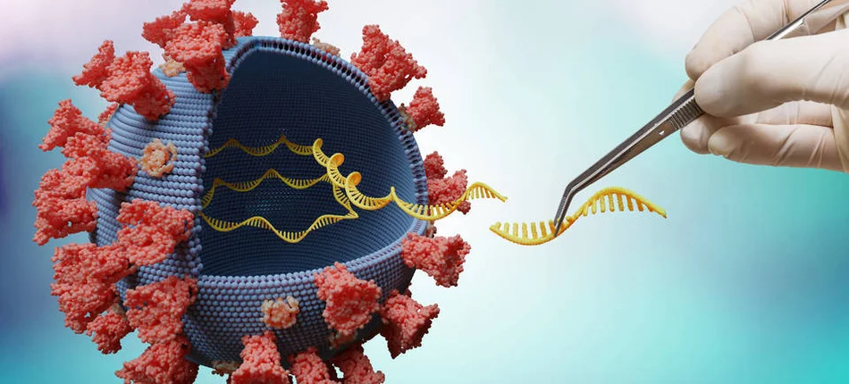 Naukowcy z RPA odkryli nową mutację koronawirusa
 - Obrazek nagłówka