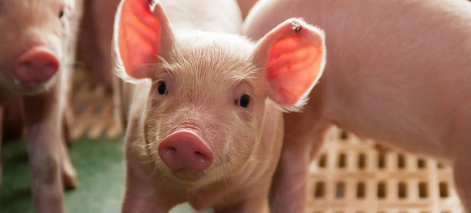 Pig heart transplant - is it ethical? - Header image