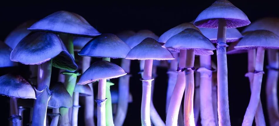 Psilocybin is effective in the long-term treatment of major depression - Header image