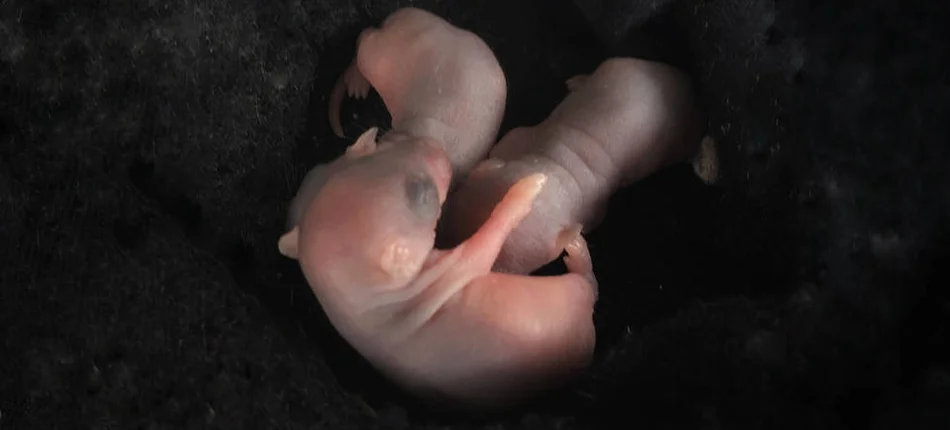 Scientists have created living "synthetic" embryos - Header image