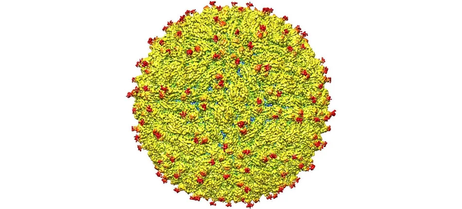 Wirus Zika rozłożony na czynniki pierwsze - Obrazek nagłówka
